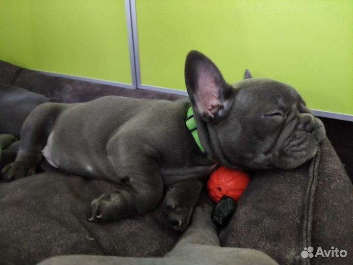 Французский бульдог щенки