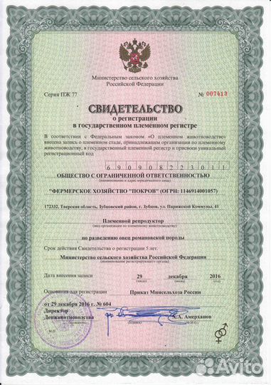 Ярки романовской породы