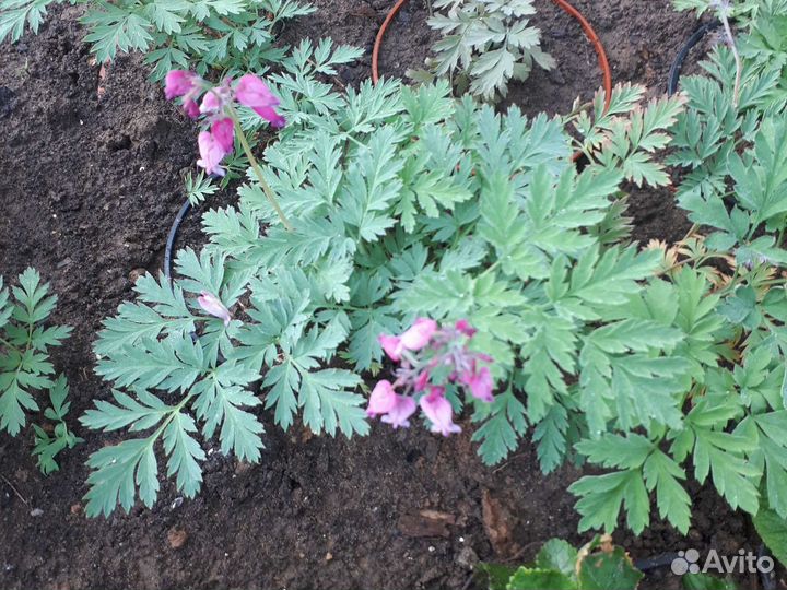 Многолетники для сада