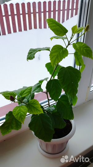 Гибискус китайская роза