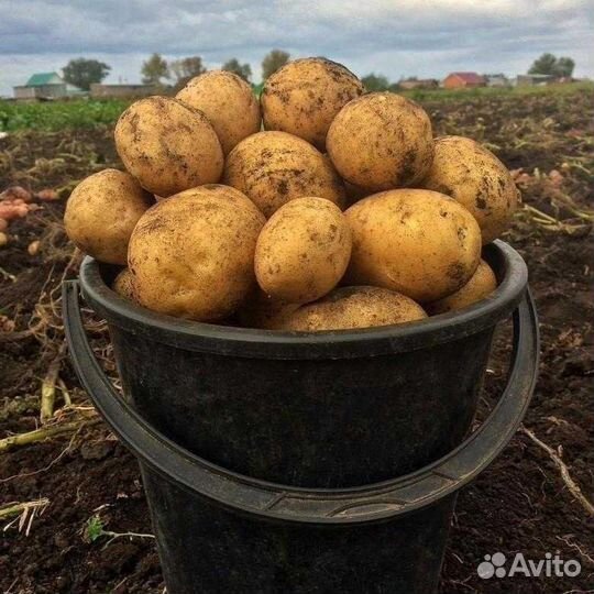 Продам картофель