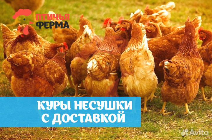 Куры несушки