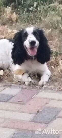 Русский спаниель