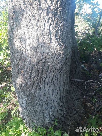 Кап сувель, дубовый