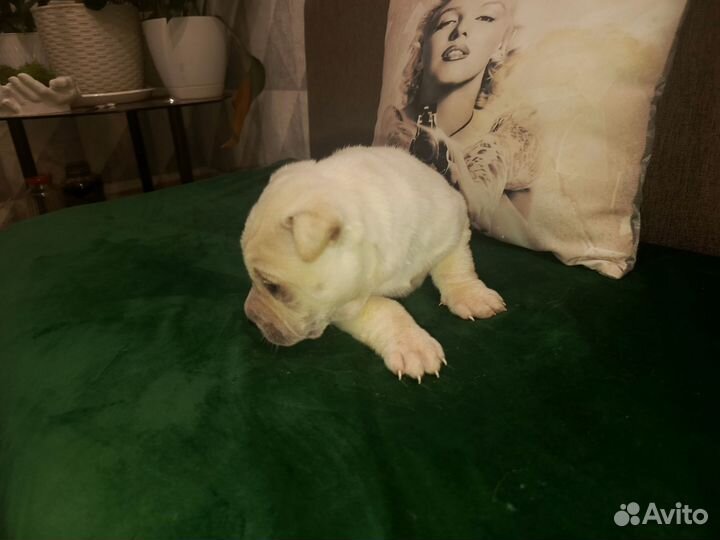 Щенки шарпея