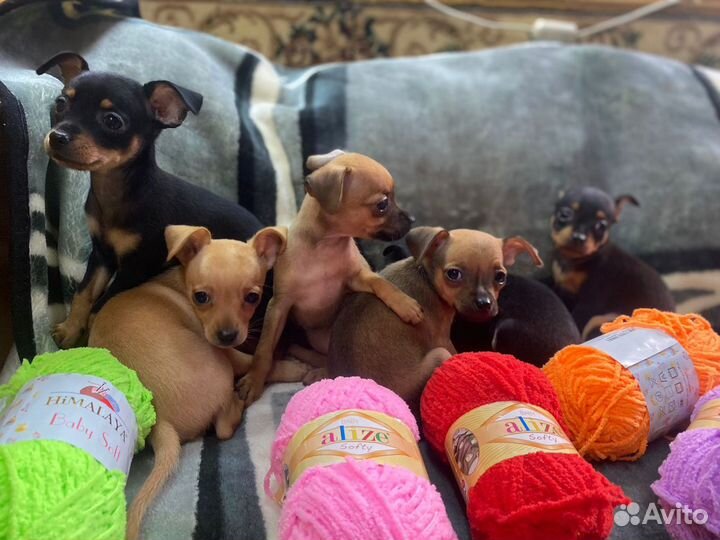 Той-терьер щенки продажа