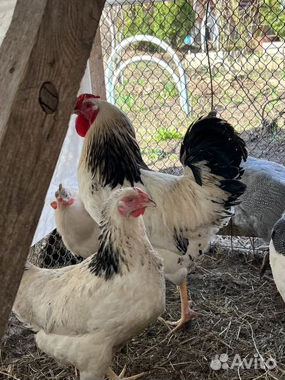 Птица (петух + курица) порода Первомайская