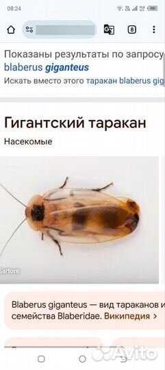 Кормовые насекомые живые