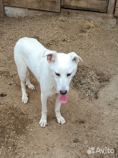 Белые щеночки подростки в поисках дома