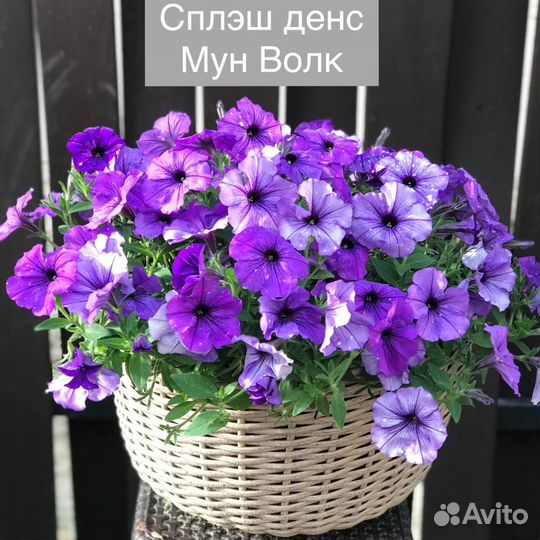 Петуния ампельная