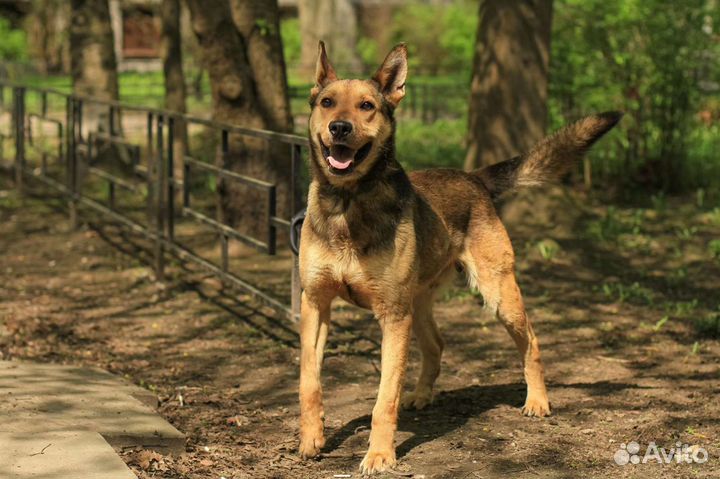 Карат ищет дом. 4 года, кастрат