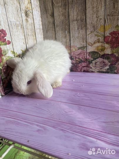 Крольчата вислоухие мини