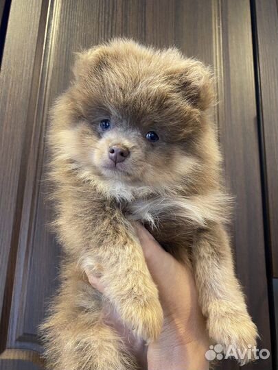 Щенки шпица редких окрасов