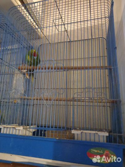 Попугай Какарик с клеткой