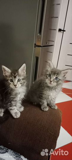Котята мейн-кун