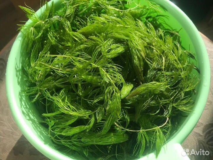 Роголистник в аквариум