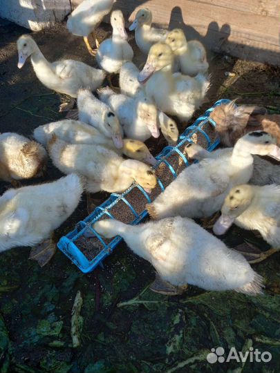 Утки муларды