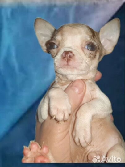Щенки чихуахуа- маленькое чудо