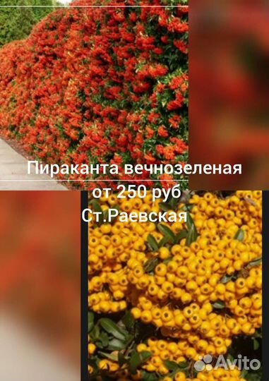 Вечнозеленые садовые растения