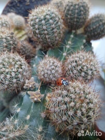 Кактусы разные большие и маленькие )