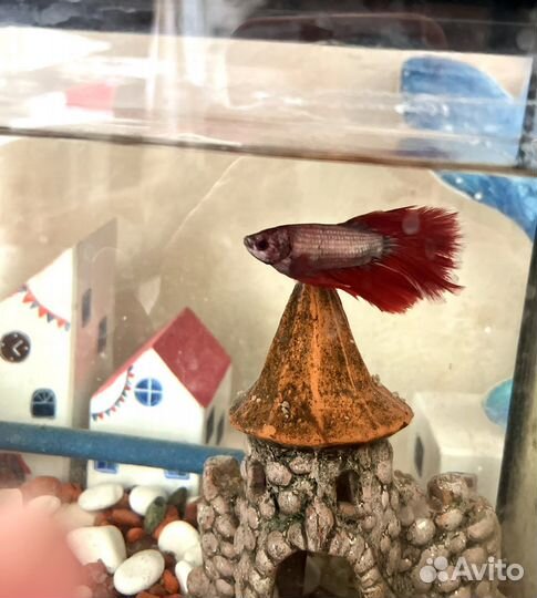 Рыбка петушок самец