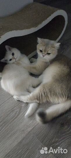 Британские котята шиншилла