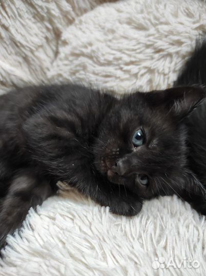 Уникальные котята черные в полоску 1.5 мес. в дар