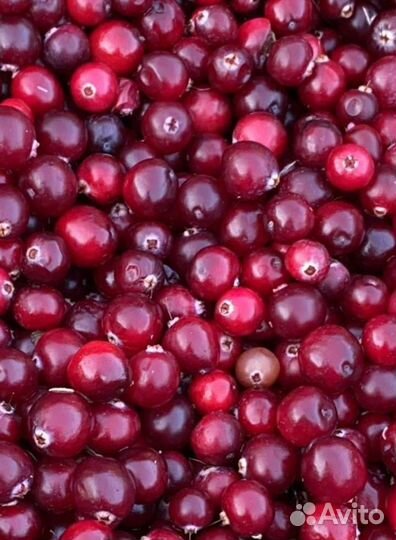 Ягоды клубника