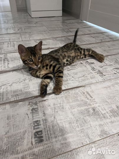 Бенгальская