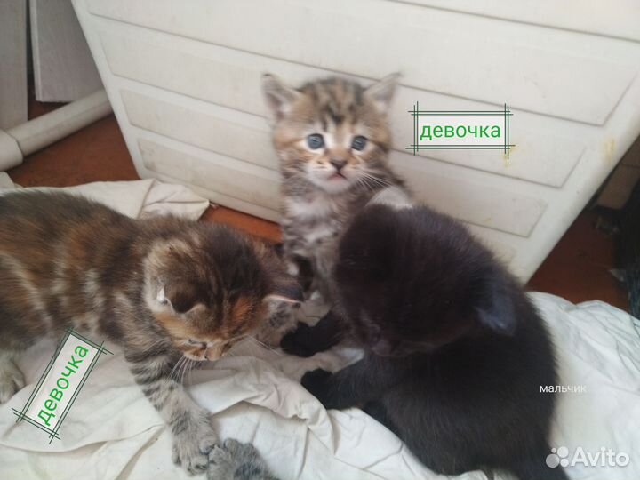Котята в добрые руки