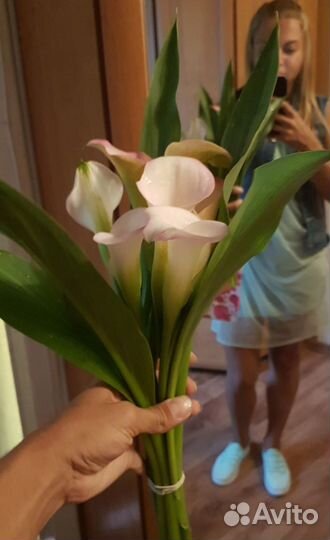 Луковицы Каллы