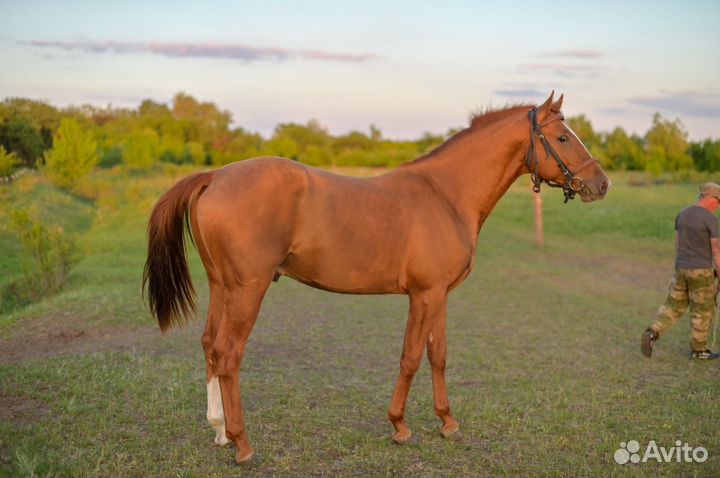 Донской жеребец