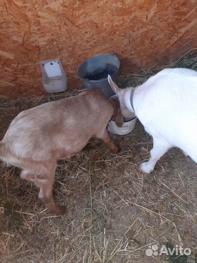 Продается козочка