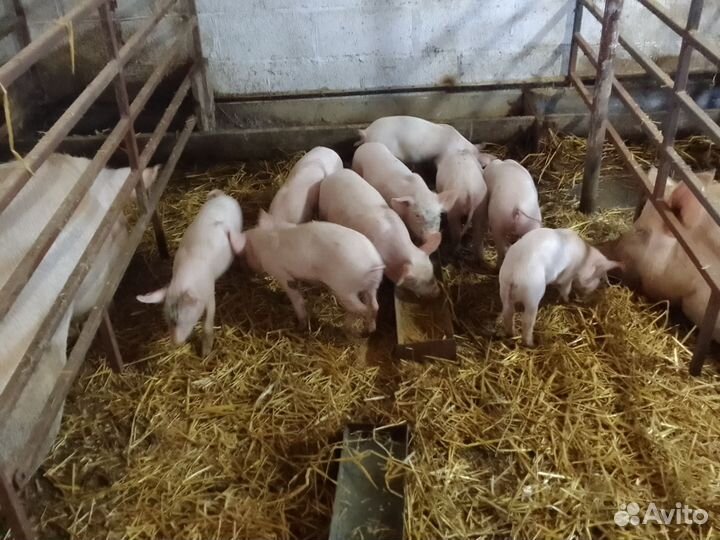 Поросята