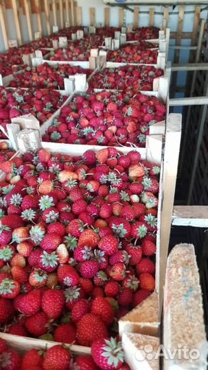 Свежая клубника из киргизии