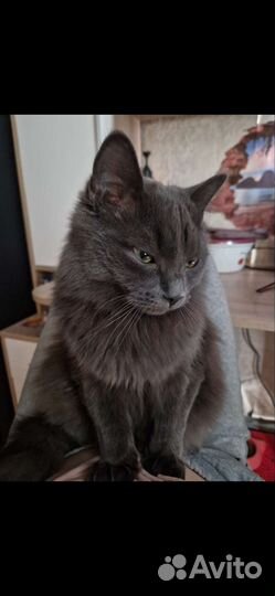 Кот метис мейн-кун с русской голубой