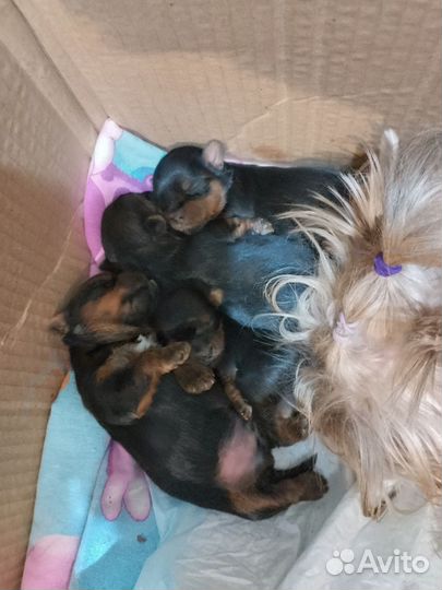 Йоркширский терьер щенки