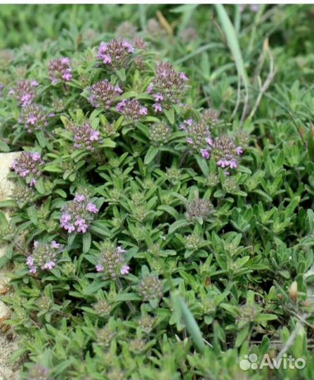 Чабрец (тимьян)