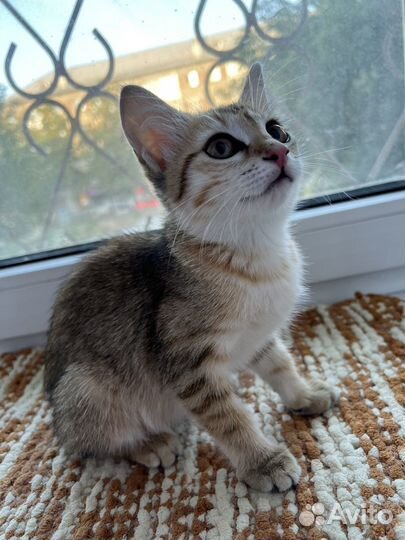 Котенок в добрые руки