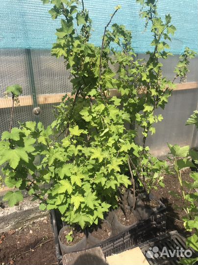 Смородина, крыжовник