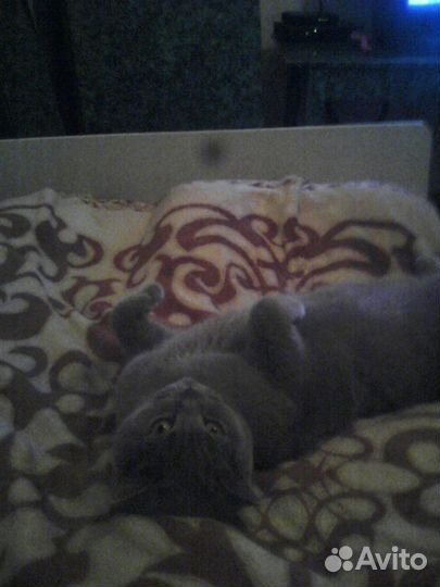 Передержка кошек / котов