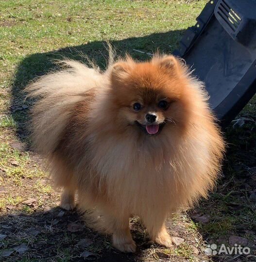 Померанский шпиц вязка - кобель