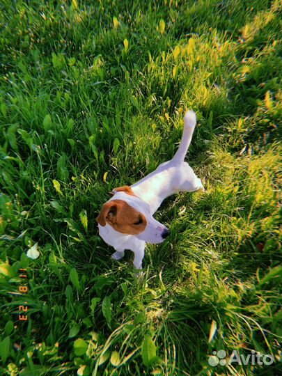Джек рассел терьер мальчик