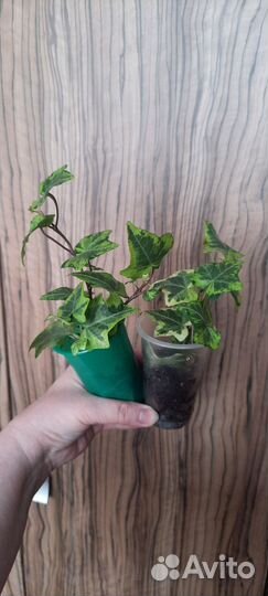 Плющ хедера пестролистный