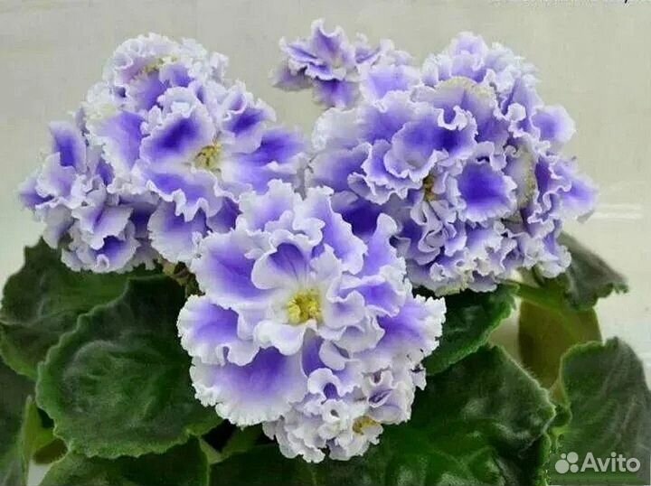 Взрослые сортовые цветущие фиалки, детки и черенки