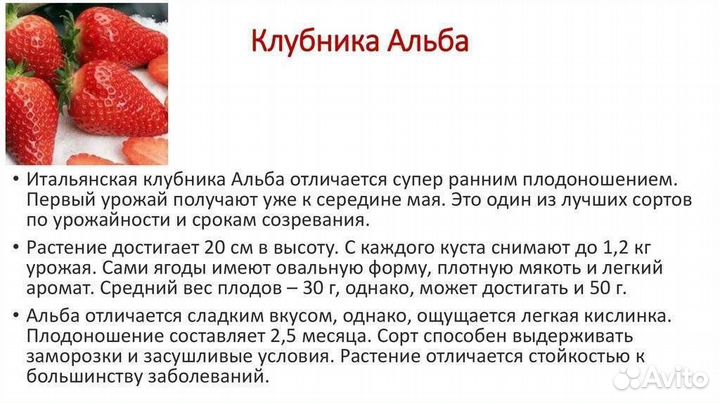 Рассада клубники клери