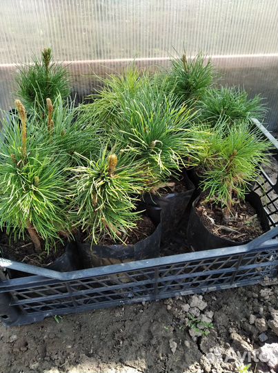 Сосна румелийская