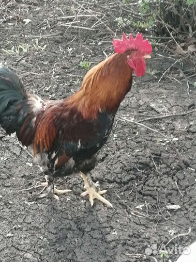 Петух помесь брама