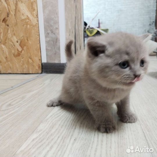 Кошки шотландцы