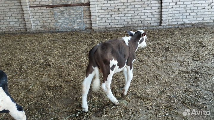 Бычки и телята